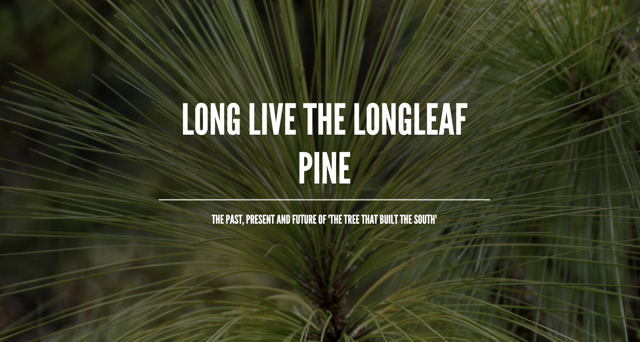 Long Leaf Pine Header