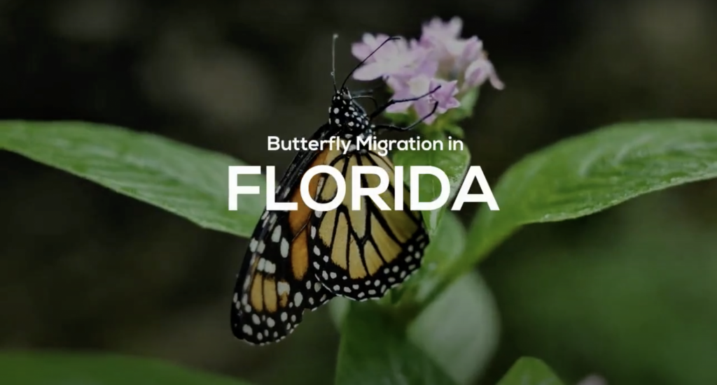 Butterfly Migration in FL