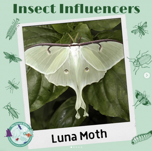 Luna Moth - Insect Influencers