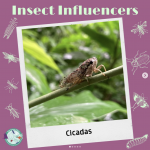 Cicada - Insect Influencers