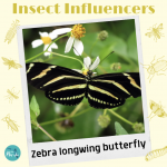 Zebra Longwing - Insect Influencers