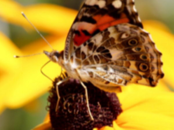 Plant a Pollinator Garden