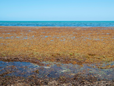 brown seaweed bloom