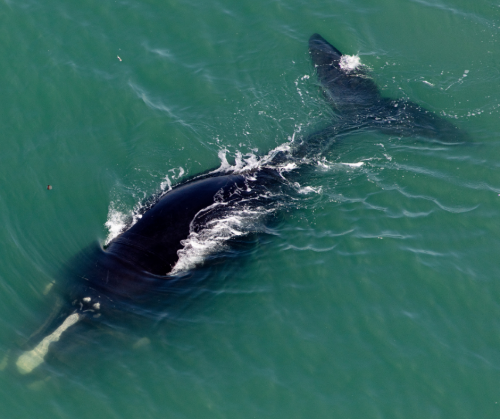 north atlantic right whale