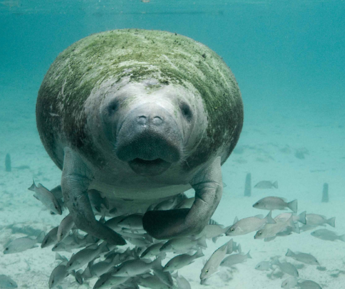 manatee