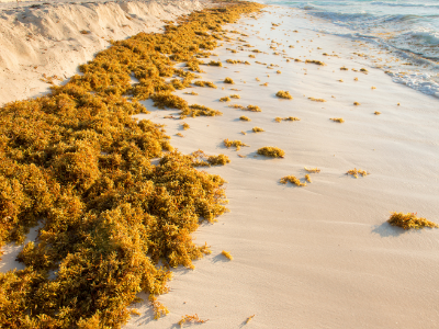 sargassum on a beach