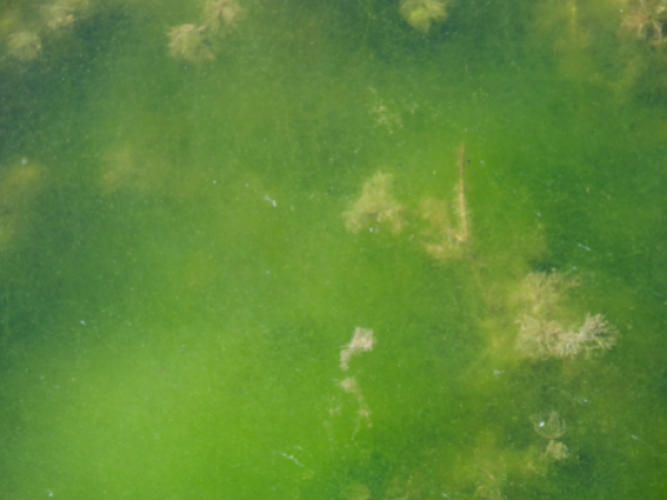 algae bloom in water