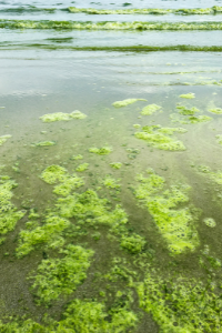 algae bloom on beach