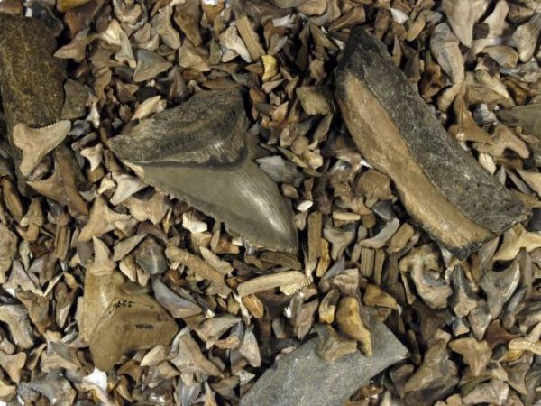 peace river fossils
