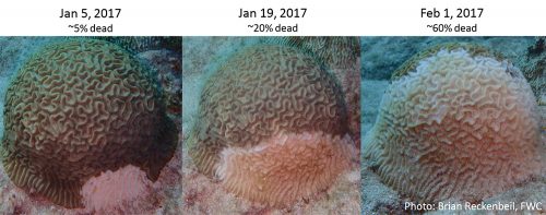 stony coral tissue loss disease progression