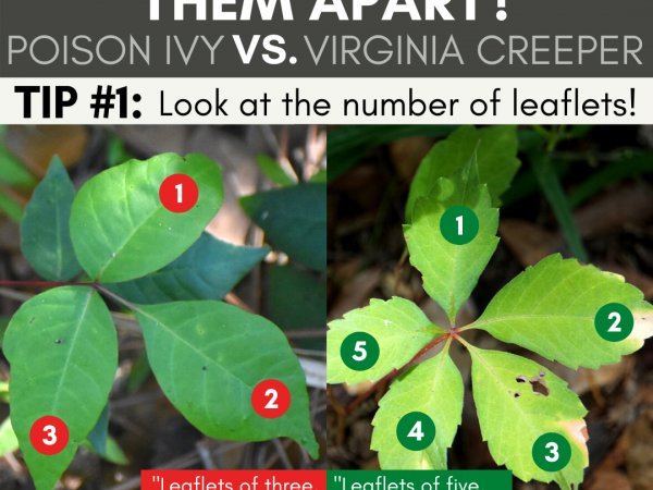 How to tell poison ivy and virginia creeper apart