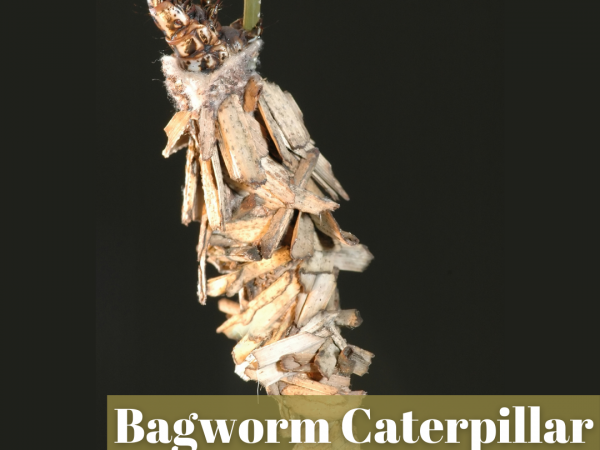 Learn about the bagworm caterpillar