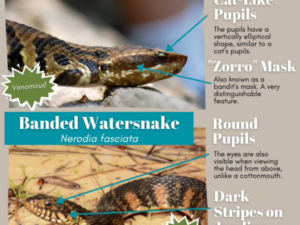 Learn how to ID the cottonmouth vs. the banded watersnake