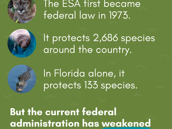 endangered species act