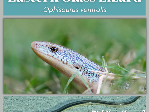 Learn about the eastern glass lizard