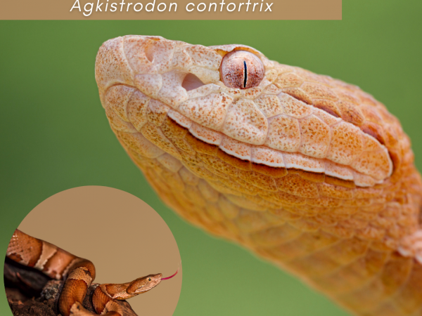 Learn about the eastern copperhead snake