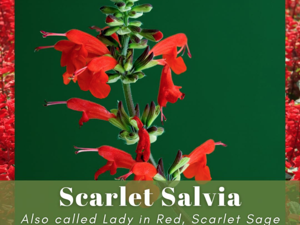 Learn about scarlet salvia
