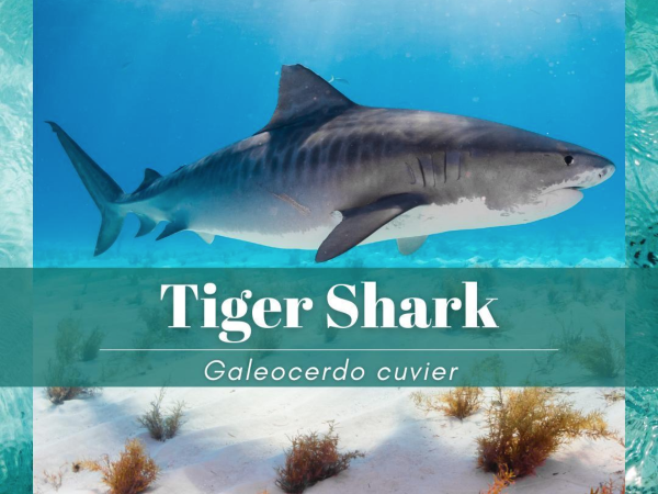 Learn about the tiger shark