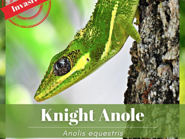 Learn about the knight anole