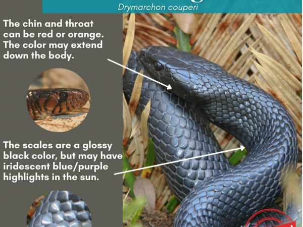 Learn about the eastern indigo snake