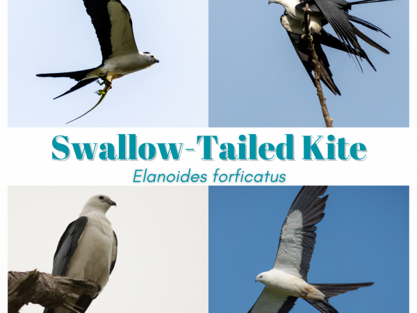 Learn about the swallow-tailed kite
