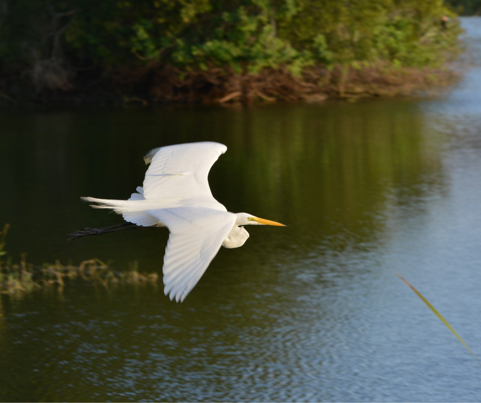 egret flying over florida