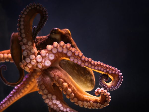 octopus