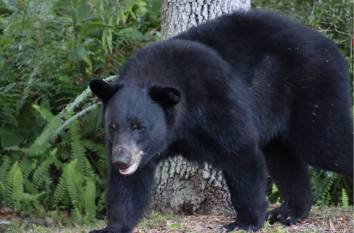 Florida black bear