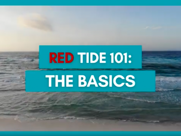 A screenshot of a video opening that says "Red Tide 101: The Basics"