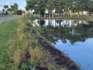 plants lining stormwater pond