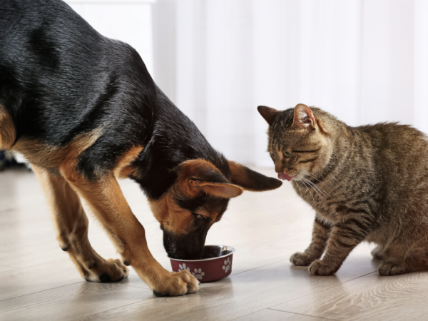 Cat & Dog Food