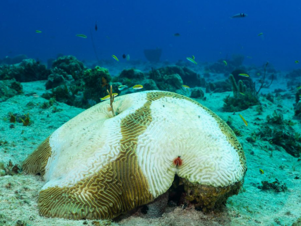 stony coral tissue loss disease