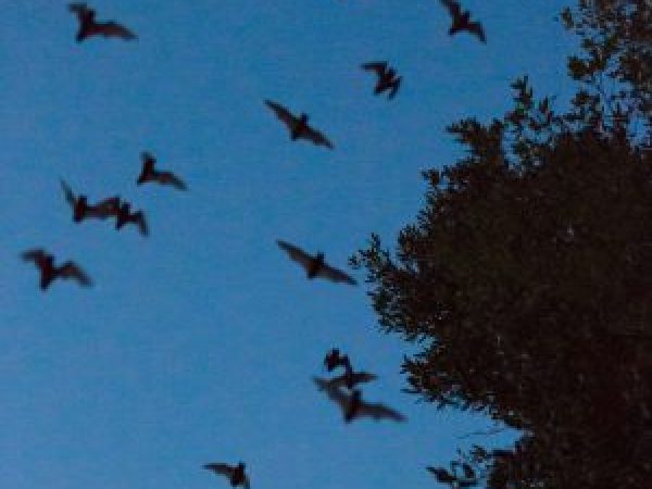 lake alice bats