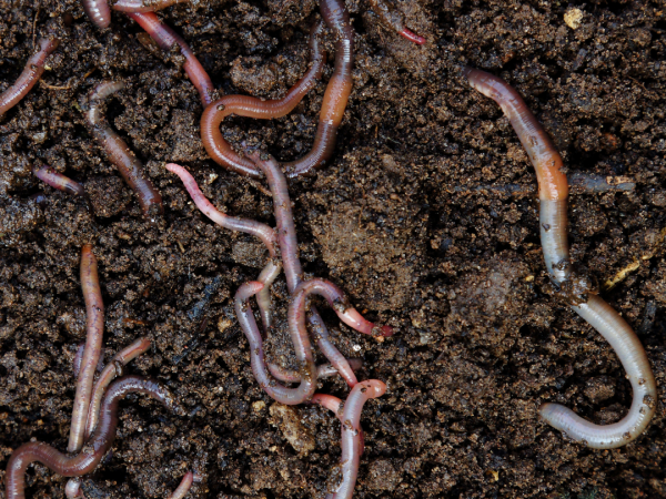 Dirt and worms