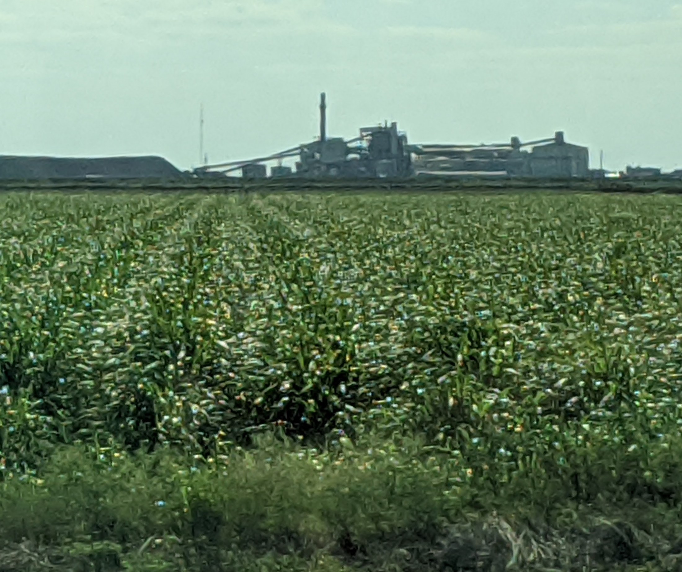 belle glade sugar cane and mill