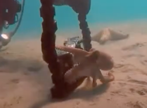octopus with equipment