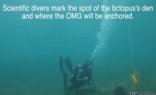 Octopus Monitoring Gadget use