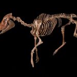 fossil horse skeleton