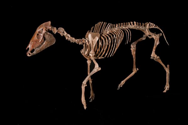 fossil horse skeleton