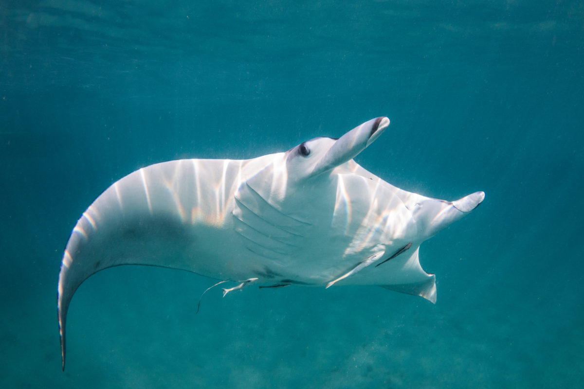 manta ray