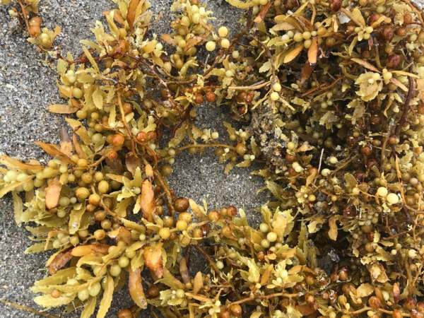 sargassum