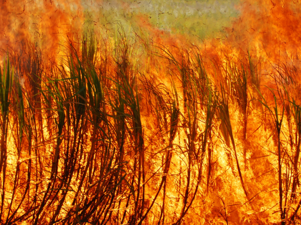 sugarcane burning