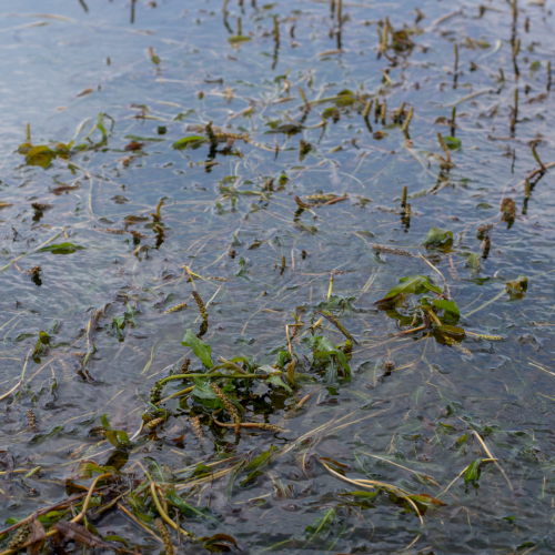 Hydrilla