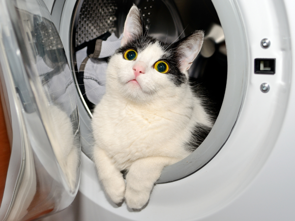 cat in washing machine