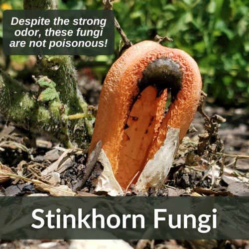 stinkhorn fungi