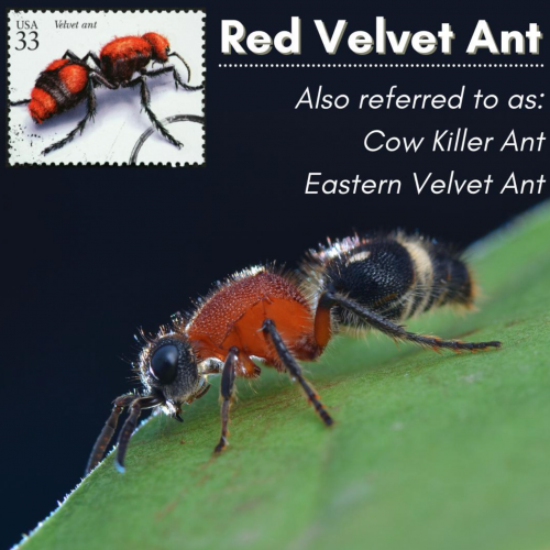 red velvet ant