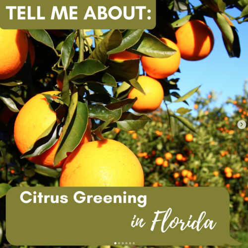 citrus greening 1