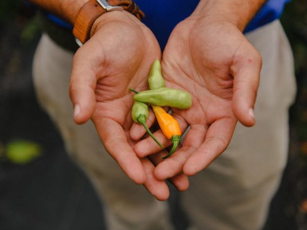 hands holding peppers