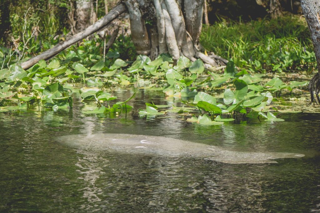 manatee