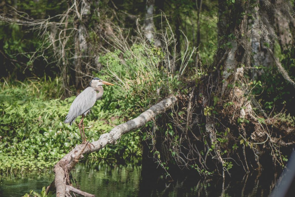 wading bird